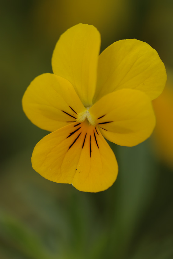 yellow_flower2.jpg