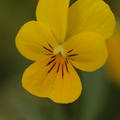yellow_flower2.jpg
