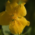 yellow_flower3.jpg