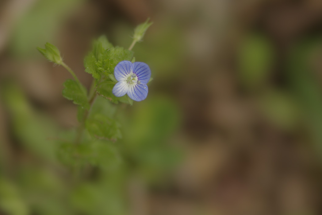 small_flower.jpg