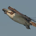 osprey_flight.jpg