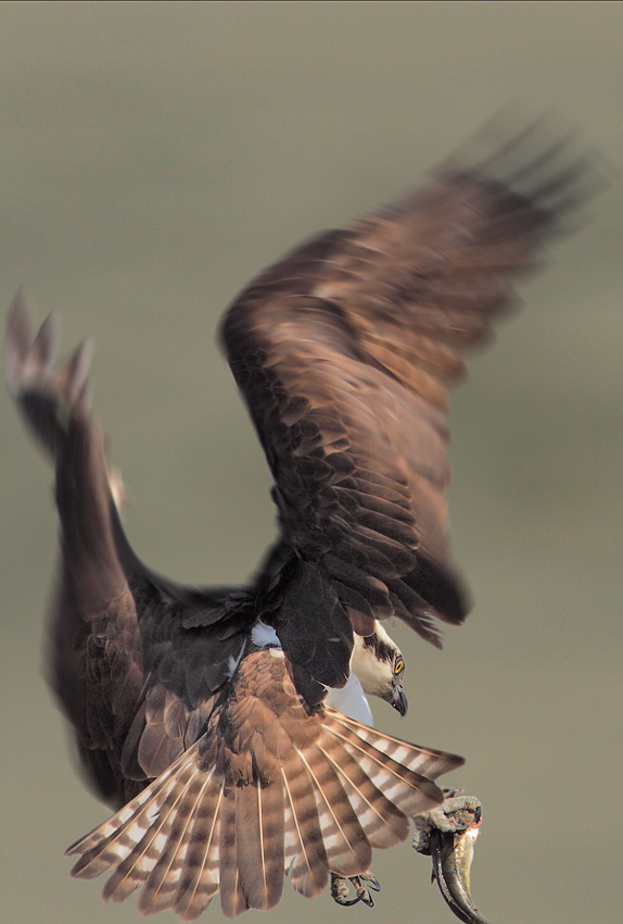 osprey_flight_13.jpg