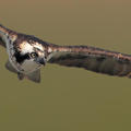 osprey_flight_14.jpg