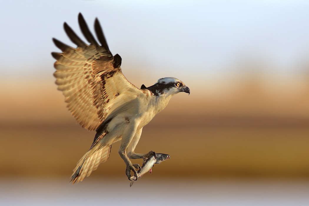 osprey_flight_fish.jpg
