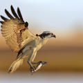 osprey_flight_fish.jpg