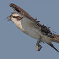 osprey_flight2.jpg