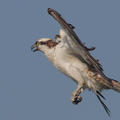 osprey_flight3.jpg