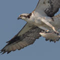 osprey_flight4.jpg