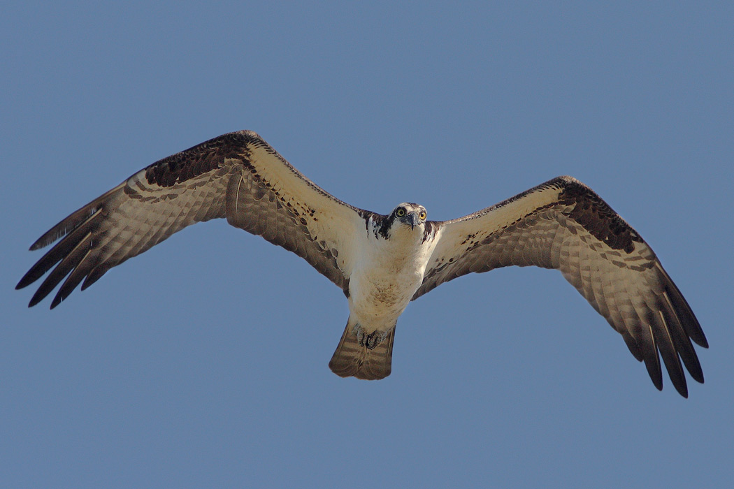 osprey_flight5.jpg
