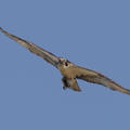 osprey_flight7.jpg