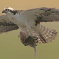 osprey_flight11.jpg