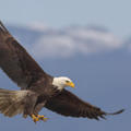 eagle_flight.jpg
