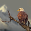 eagle_on_branch.jpg