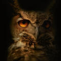 owl_in_dark_desat.jpg